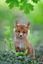 Red Fox Pup by Nick Kalathas : 1x.com is the world's biggest curated photo gallery online. Each photo is selected by professional curators. Red Fox Pup by Nick Kalathas