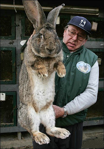 我Hold不住了这货是兔子？！