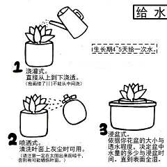 ZNvNn0UB采集到多肉