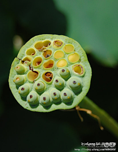 1CakigYq采集到花卉