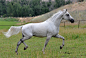 ask silver blog : ask the stallion