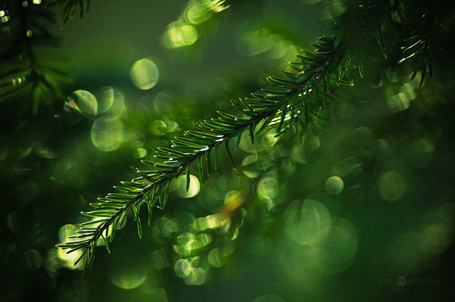 Bokeh : Photo series...