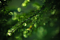 Bokeh : Photo series wrapped around the theme of bokeh - one of my most photographed motif in nature.