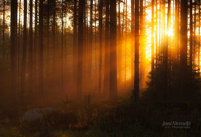 Forests & Trees