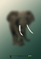 模糊大象本身，突出带有条形码的象牙，表示在人们眼中都只看到象牙的商品价值，以此呼吁大众关注动物本身，爱护动物。