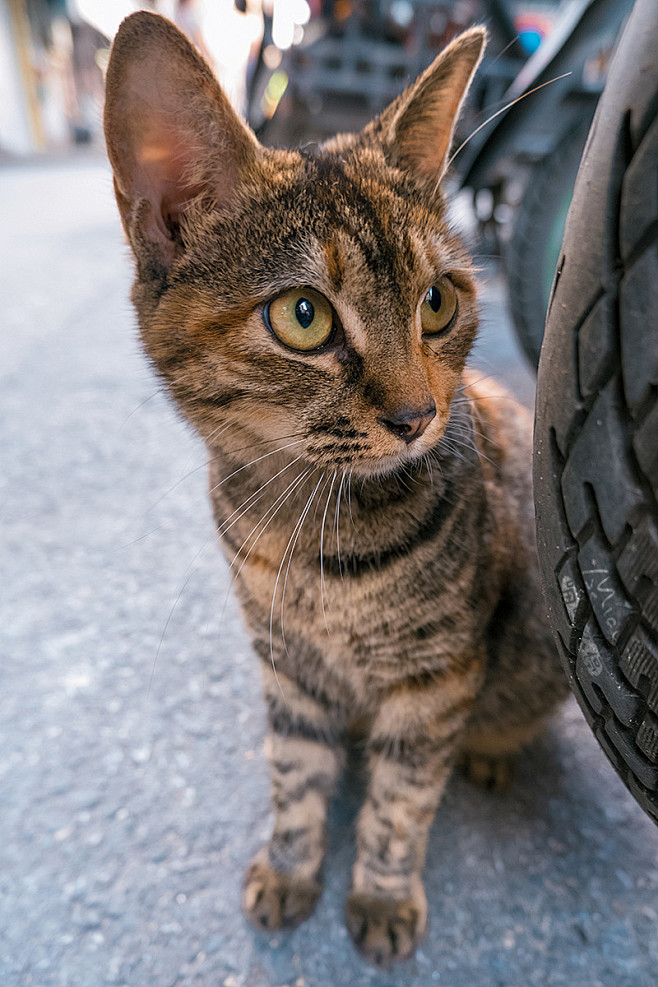 没有一只猫猫是不可爱的^_^ - 喵呜不...