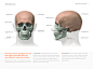 gusztav-velicsek-002-regions-of-the-human-skull