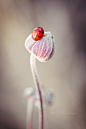 Photograph Little Lady by Kinga Wróblewska on 500px _节气 