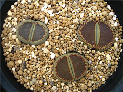 Eway元吉采集到生石花Lithops