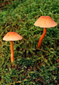绿野仙踪-小蘑菇、蘑菇 森林