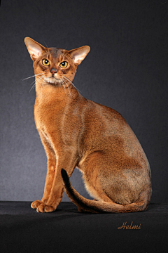 三楼半采集到尤物 —— Abyssinian 阿比西尼亚猫