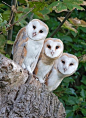 featheroftheowl:


 Three Barn Owls by Jennifer Justin



 
