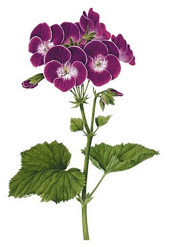 Pelargonium Black Kn...