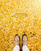 鞋子 银杏树叶 金色地毯 金色秋季海报设计PSD ti375a9701