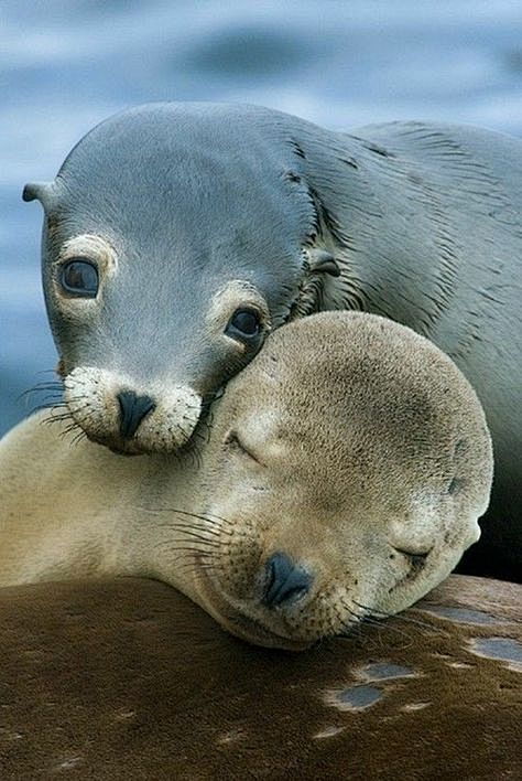 Pair of Seals