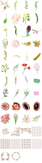 水彩花卉鲜花金色普罗蒂亚红桉种子澳大利亚植物手绘插画png素材-淘宝网