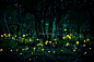 Fireflies flying in the forest at twilight.