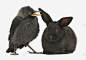 黑灰色乌鸦和兔子 平面电商 创意素材
