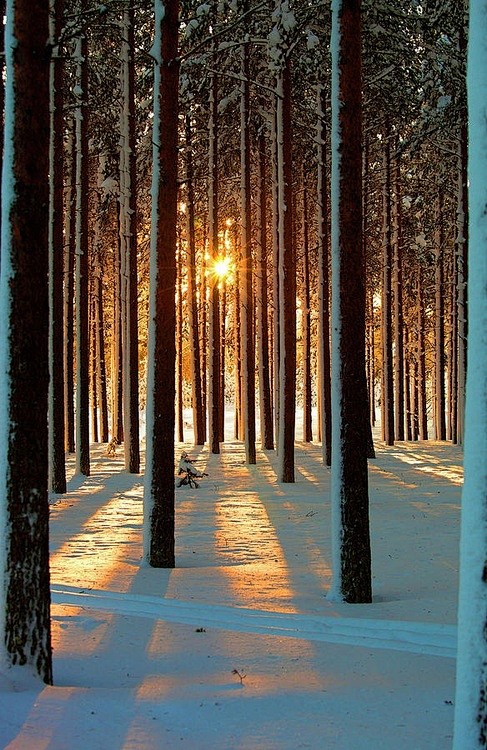 雪森林，瑞典