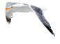 鸟 海鸥 png素材
