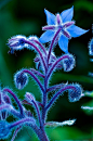 琉璃苣Borago officinalis：紫草科琉璃苣属，是欧洲有七百年历史的药草，原产叙利亚。文艺复兴时常用它装饰圣母玛利亚的外袍，视为勇气之泉。传说手捧一朵琉璃苣，默念爱人的名字，然后放开任它落入水中，花朵随波逐流即有缘无份；漂浮水中央，则能天长地久。