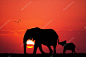 大象和小象的插图
