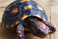 红腿陆龟是体型小，背甲中部会有向里测凹陷被称为葫芦腰。头部有红色的斑纹背甲是椭圆形的。颜色鲜艳夺目是一种比较容易饲养的宠物龟，深受广大养龟爱好者的喜爱。