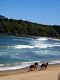 Ride horses on the beach. [Chiloé, Chile] --> gorgeous! How about riding horses on the beach in Mozambique? #104horses