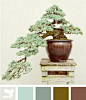 bonsai tones