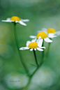 Photograph A Family of Four by Andreas Steegmann on 500px