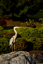 Gray Heron by Justin Adam Lee on 500px