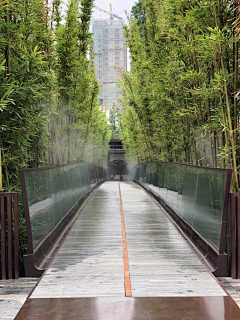 kwx02110521采集到植物——竹类