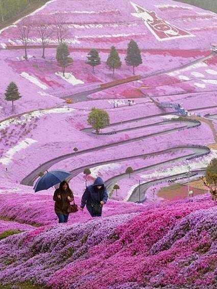 口袋日文：日本北海道的山坡~太美了有机会...