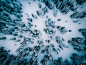 鸟瞰图 树 森林 雪 林地 冬季 风景摄影图片图片壁纸