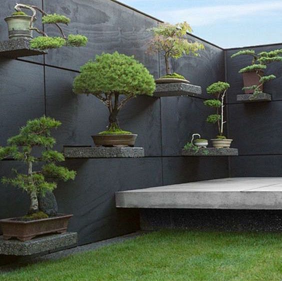 Bonsai shelves creat...