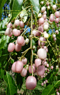 Pink Whampee: Rare Fruit Seeds and Exotic Tropical Fruit Seeds: 