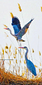在宁夏沙湖鸟岛芦苇丛中栖息的鹭鸟