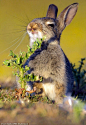 英国一只小兔子饥不择食的啃了一颗带刺的草之后表情瞬间的变化，看着都心疼！#漫画# ​​​​