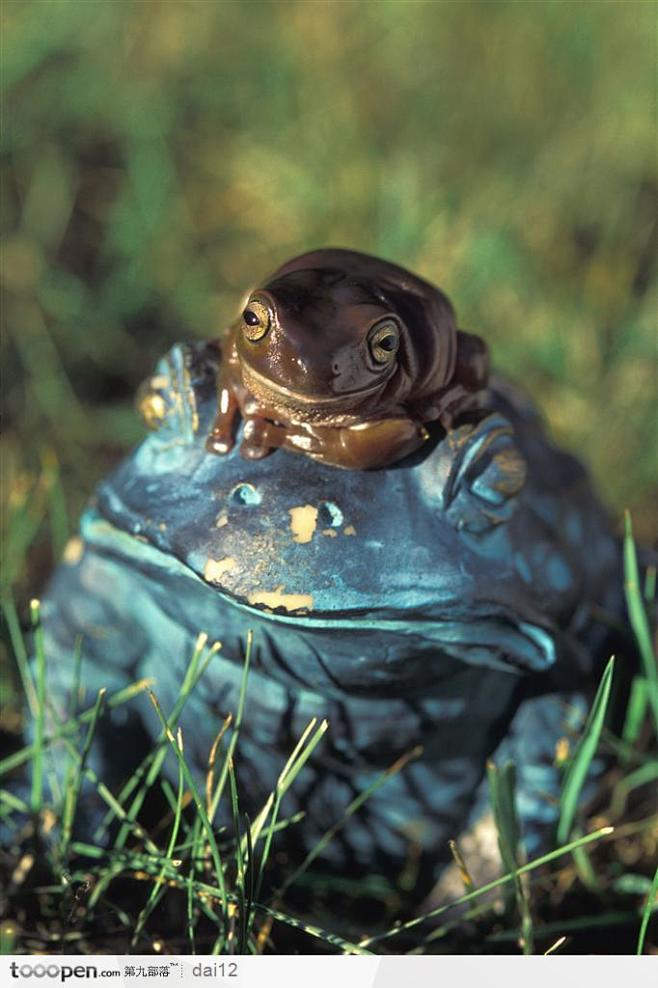可爱青蛙-大青蛙上的小青蛙