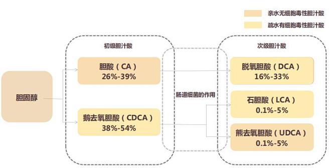 胆汁酸的代谢·鹅去氧胆酸·熊去氧胆酸