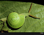蜗牛伪装成翠绿色
