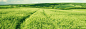 Bright Green Field Twitter Cover & Twitter Background | TwitrCovers