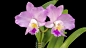 兰花 紫色的 紫色兰花 - Pixabay上的免费照片 : 从 Pixabay 庞大的免版税素材图片、视频和音乐库中免费下载此兰花 紫色的 紫色兰花的photo。