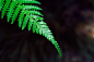 https://images.wallpapersden.com/image/download/fern-plant-leaf_ZmpqbGmUmZqaraWkpJRqa2ZrrWhsaWk.jpg