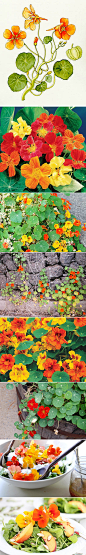 #DOROQ新入荷#Nasturtium Whirly_Doroq多肉植物馆