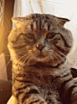 萌❤宠❤物:

这是欧阳锋家的猫吧，会蛤蟆功。。。。