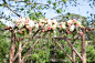 Wedding Canopy & Arches