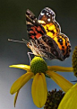 Butterfly and coneflower