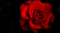 全部尺寸 | Red rose | Flickr - 相片分享！