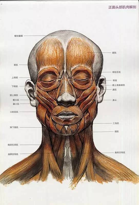 素描头像的头部结构（二）　 ——人物头骨...